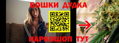 крисы Шебекино